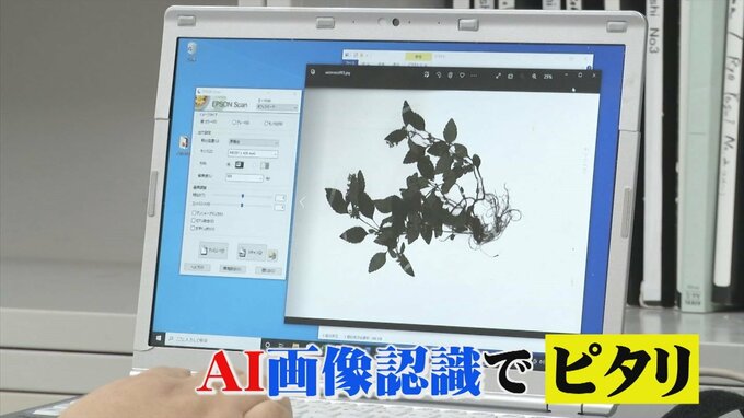 正答率96.4％　ＡＩ画像認識で「植物名」ピタリ当てる　|　BSSニュース | BSS山陰放送
