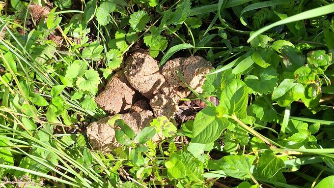 ツキノワグマ出没か 栗の木で実を食べた時の「クマ棚」やふんを確認 愛知・豊田市が警戒強める　|　名古屋・愛知・岐阜・三重のニュース【CBC news】 | CBC web