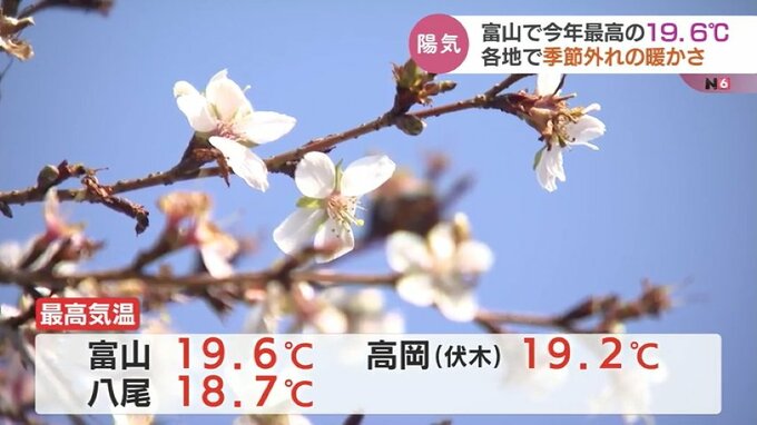 城址公園では一足早く春の花が咲きはじめ…富山で19.6℃など季節外れの暖かさ|TBS NEWS DIG
