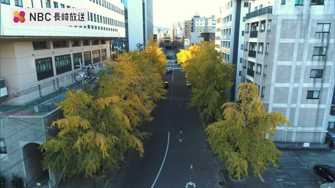 市民が誇る“初冬の名所”　路面電車からも目を引く長崎市民会館横の銀杏並木【長崎ばーどアイ】　|　長崎のニュース | 天気 | NBC長崎放送