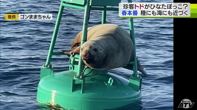春の陽気にトドも誘われ…ブイの上でひなたぼっこ？　|　青森のニュース│ATV NEWS│青森テレビ