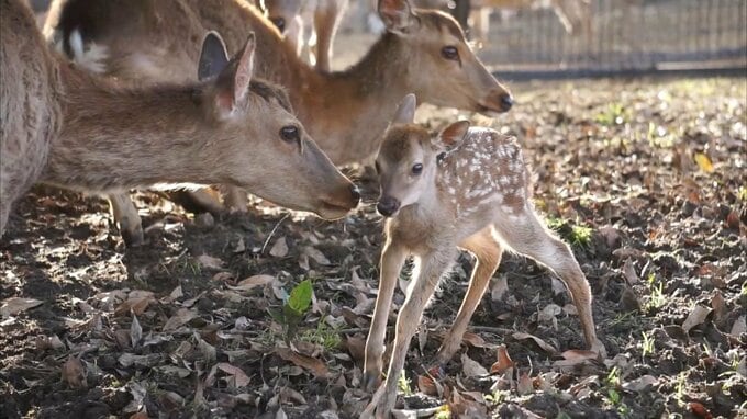 『奈良の観光は、安い・浅い・狭い』マイナス面を三拍子で…こんな結論は誰が作った？奈良県観光戦略本部に聞くと|TBS NEWS DIG