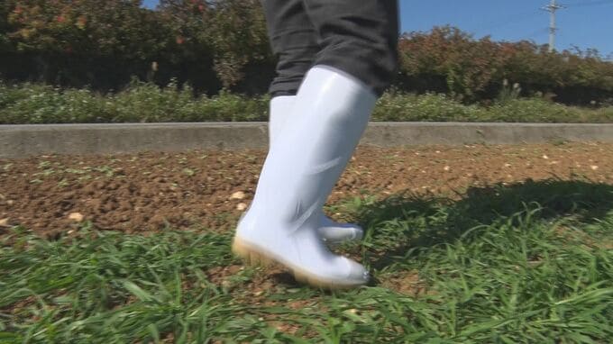 「農福連携」福祉作業所の利用者が麦踏み体験　伊計島　|　沖縄のニュース｜RBC 琉球放送
