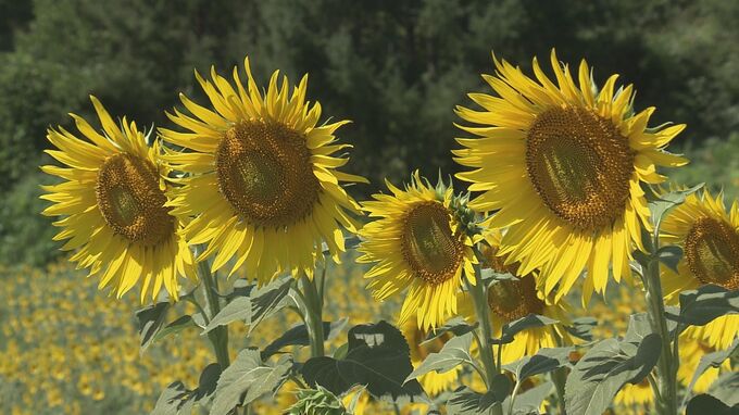 満開のはずが…水不足で250万本の「ヒマワリ畑」に異変　降水量は去年の3割減　福島　|　福島のニュース│TUF