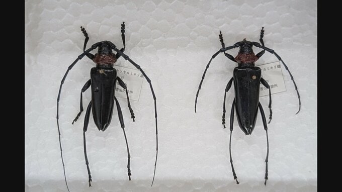 特定外来生物「クビアカツヤカミキリ」対策　サクラを中心におよそ8500本　市有地と民有地の樹木に薬剤散布へ　費用の約1億3500万円を専決処分　甲府市　|　山梨のニュース | ＵＴＹテレビ山梨