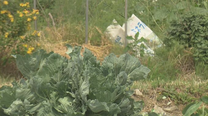 「畑の中で倒れて…」80歳女性死亡、熱中症か　13日も暑さに注意　福島　|　福島のニュース│TUF