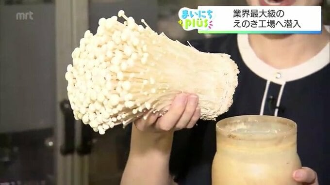 えのき茸の歯ごたえの秘密！年間約7000トンを製造する工場で見つけた驚きの工程|TBS NEWS DIG