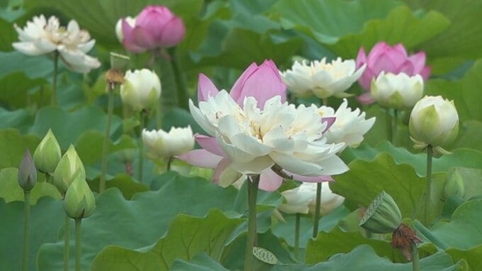 ハスの花が見頃　幸せを呼ぶ吉兆　1本の茎に2つの花が咲く「双頭蓮」も現る　山梨　|　山梨のニュース | ＵＴＹテレビ山梨
