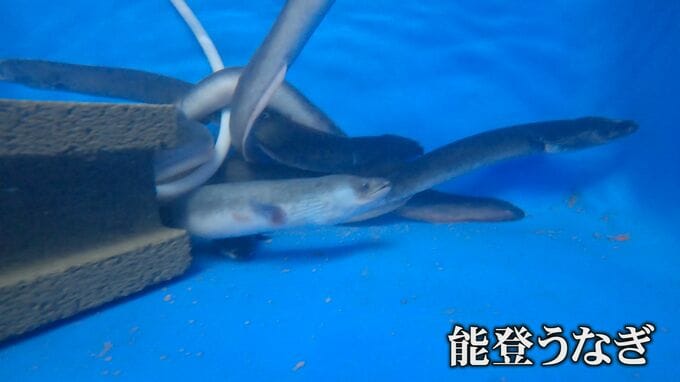 能登半島地震で被災したウナギ養殖が再開 死滅の危機から地震前の水準へ|TBS NEWS DIG