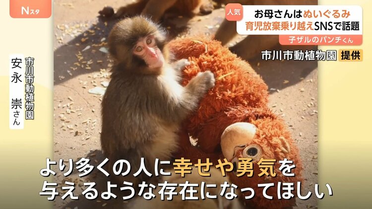 がんばれパンチ」ぬいぐるみを母親代わりに育つサルの「パンチ」くんに