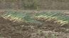 阿武隈川流域の遊水地　農地利用へ野菜の試験栽培始まる　2019年の台風被害を受けて整備　福島　|　福島のニュース│TUF