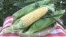 静岡県森町のブランドトウモロコシ「甘々娘」収穫始まる直売所の販売前から200人が行列粒の皮薄く糖度は18～20度＝静岡・森町　|　静岡のニュース | SBSNEWS | 静岡放送