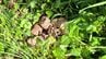 ツキノワグマ出没か 栗の木で実を食べた時の「クマ棚」やふんを確認 愛知・豊田市が警戒強める　|　名古屋・愛知・岐阜・三重のニュース【CBC news】 | CBC web