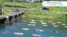 四万十川をゆらゆら　“丸太”でできたこいのぼり（高知・四万十町）　|　高知のニュース・天気｜KUTV NEWS | KUTVテレビ高知