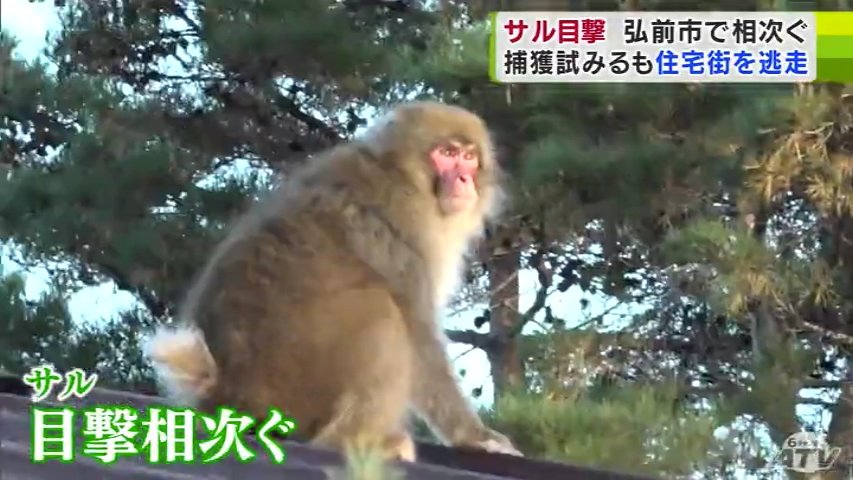 サル」住宅街に出没で大捕物「1mぐらい…初めて見ました」約30分捕獲