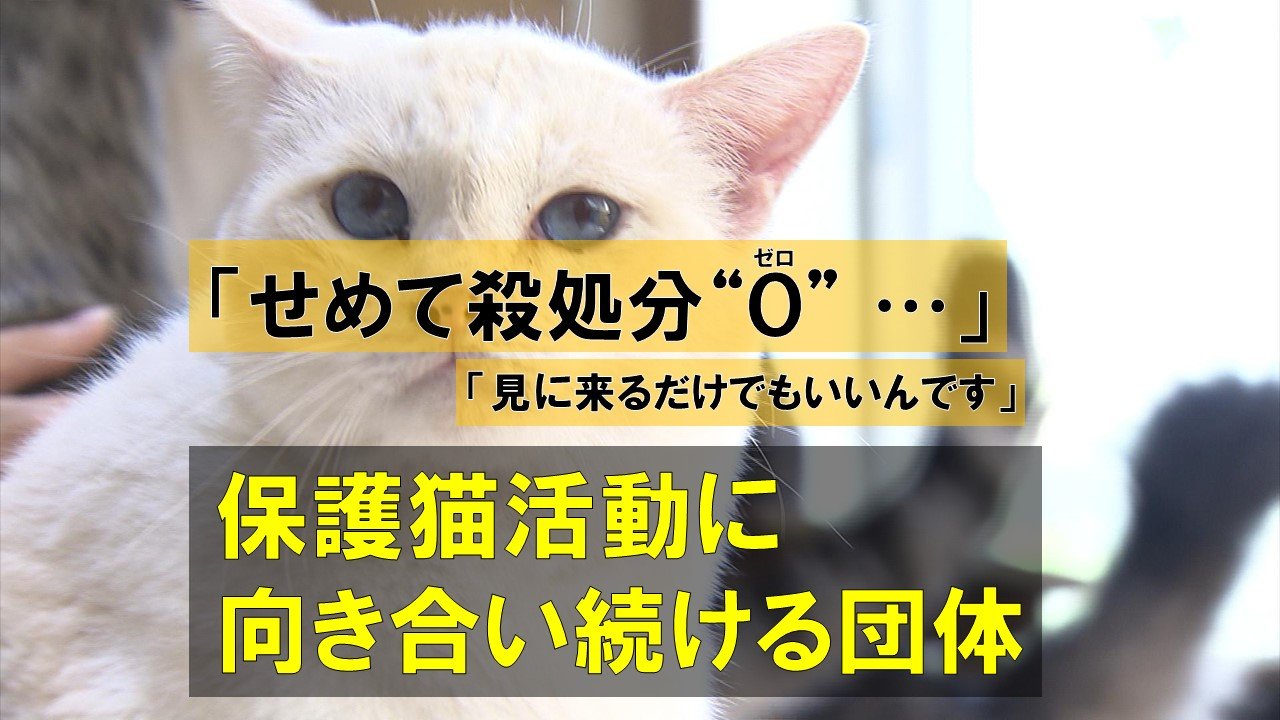 龍脈の精髄 ― 宮崎産黒水晶 「闇を封じる最強の護り」【保護猫活動支援
