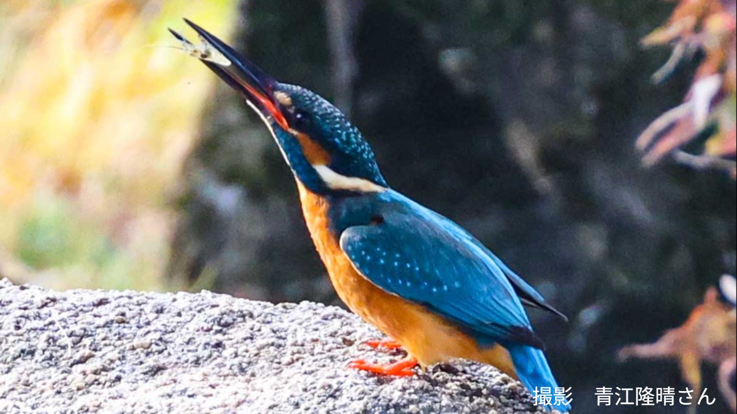 ・美品・スワロフスキー　カワセミ　623323　青い宝石　鳥　幸せを呼ぶ鳥 SWAROVSKI（スワロフスキー） クリスタル 『カワセミ』 623323