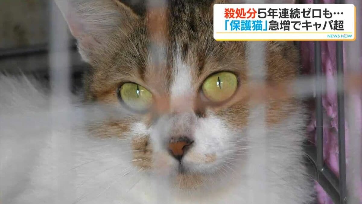 保護猫の収容数がキャパオーバーでピンチ　通常20匹が一時54匹に　殺処分ゼロの鹿児島市
