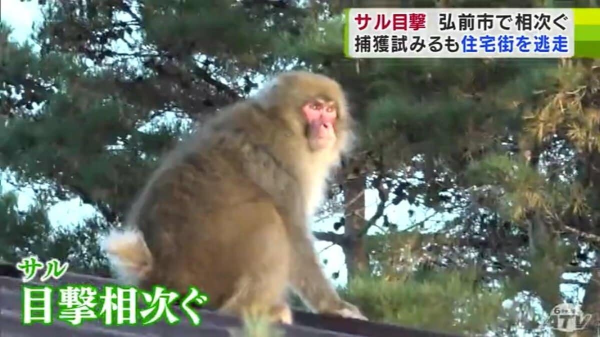 サル」住宅街に出没で大捕物「1mぐらい…初めて見ました」約30分捕獲