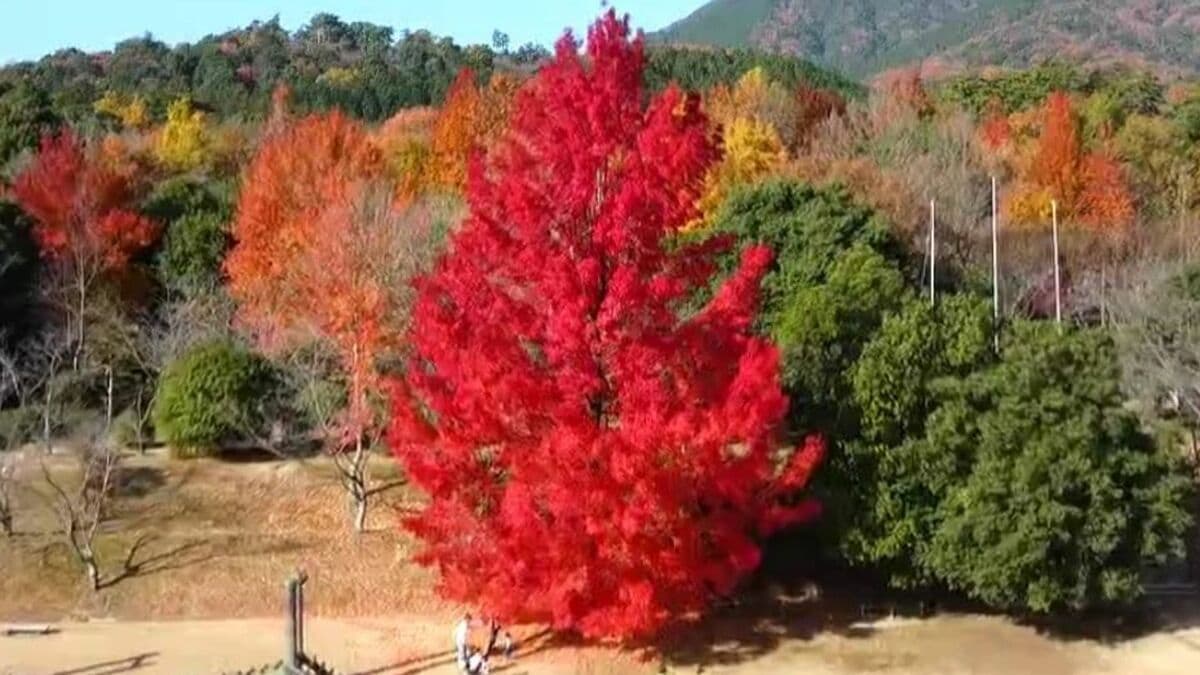 北の赤蝦夷松　苗木　1.2メートル　クリスマスツリーに最適！ 北の赤蝦夷松 苗木 1.2メートル クリスマスツリーに最適！ 北の蝦夷 赤