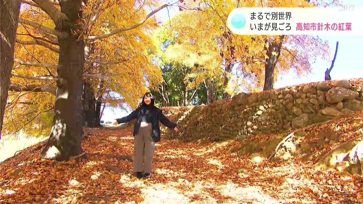 一面が黄色に染まってまるで別世界 高知市針木の紅葉が見ごろ 動画を