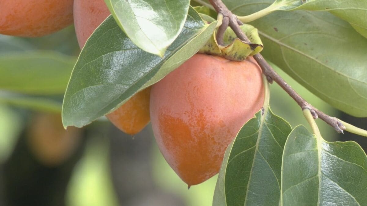 筆の先に似た“筆柿”出荷始まる ことしは雨も適度に降り 大きくて甘い｢最高の出来｣ 全国シェア9割 東京･名古屋･大阪などの市場へ 愛知･幸田町