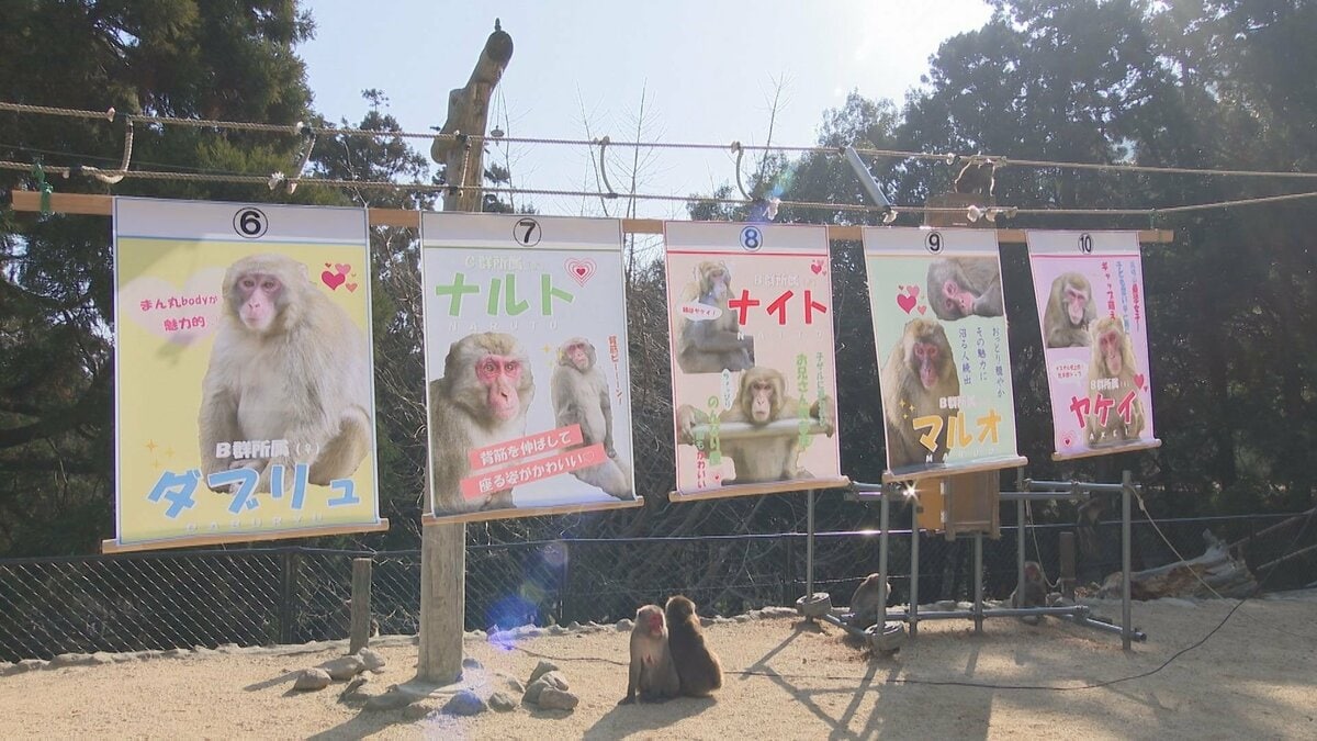 高崎山760匹の頂点は　選抜総選挙スタート　大分