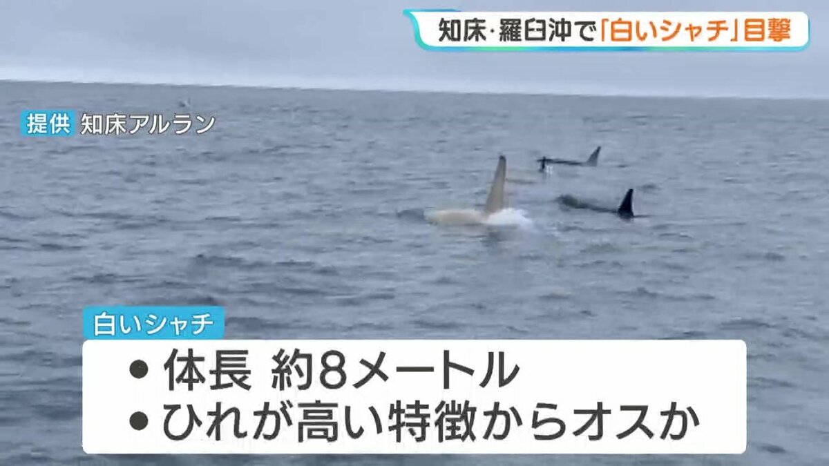 貴重】体長約8メートルの「白いシャチ」約2年ぶりの目撃 北海道・羅臼 