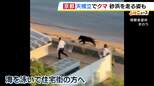 砂浜を走るのは“クマ”「まさか自分の目の前を通るなんて」京都・天橋立に出没 大阪では近畿のクマ対策話し合う会議|TBS NEWS DIG