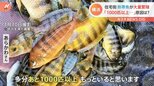 「1000匹以上いる…」アフリカの熱帯魚が横浜の水路で大量繁殖 その原因は?【Nスタ】|TBS NEWS DIG