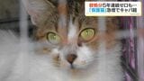 保護猫の収容数がキャパオーバーでピンチ 通常20匹が一時54匹に 殺処分ゼロの鹿児島市 | 鹿児島のニュース|MBC NEWS|南日本放送