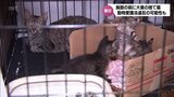 施設の前に捨て猫「大人の猫が4匹と子猫が8匹、計12匹の猫が入っていた」 飼い主の無責任行為 | MRTニュース | MRT宮崎放送
