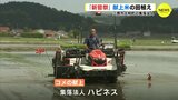 宮中行事「新嘗祭」に献上の米　広島･三原市で田植え始まる　|　RCC NEWS | 広島ニュース | RCC中国放送