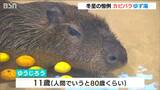 ゆず湯に浸かってうっとり…冬至の恒例 カピバラゆず湯|TBS NEWS DIG