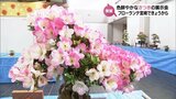 色鮮やかなさつきを集めた展示会　フローランテ宮崎で12日まで　|　MRTニュース ｜ ＭＲＴ宮崎放送