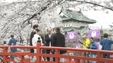 日本一のサクラと称される『弘前さくらまつり』　24日間で245万人の人出　2023年よりも約41万人多い結果に　「開幕の前倒し」や「インバウンドの回復」など要因か　|　青森のニュース│ATV NEWS│青森テレビ