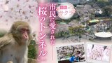 市民に愛された「桜のトンネル」　レトロな乗り物「サイクルモノレール」で満喫　北九州市・到津の森公園　|　福岡のニュース｜RKB NEWS｜RKB毎日放送