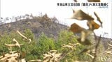 今治山林火災8日目 鎮圧に向けて消火続く 「もう諦めている…」農業への被害状況も明らかに | 愛媛のニュース - Nスタえひめ|あいテレビは6チャンネル