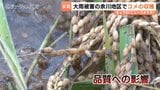 大雨被害で20ヘクタールの冠水 コシヒカリ収穫作業始まり品質懸念 水が抜けず2ヘクタール収穫不能・腐敗進む田んぼの悲痛 富山・氷見市|TBS NEWS DIG