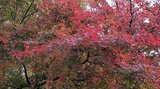 盛岡城跡公園の紅葉は5分から6分ぐらい 見ごろは週明けごろか 岩手|TBS NEWS DIG