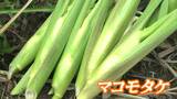 “マコモタケ” 里庄町で出荷ピーク ほのかな甘みにシャキシャキ食感 食べ方いろいろ【岡山】 | 岡山・香川のニュース | 天気 | RSK山陽放送