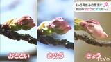 愛媛県内4～5月並みの気温に 道後公園のサクラは…？|TBS NEWS DIG