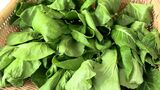 伝統野菜“土居分小菜” 女子大学生が調査報告 ビタミンCなど抗酸化物質が同じアブラナ科の野菜より多く含まれる【岡山・真庭市】|TBS NEWS DIG