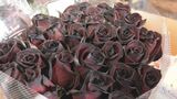 ことしから｢黒バラ｣も登場　バレンタインデーに向け贈答用のバラの出荷がピークに　|　名古屋・愛知・岐阜・三重のニュース【CBC news】 | CBC web