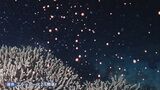 漆黒の海中に咲くピンクの “花” その正体は サンゴの産卵 「1週間潜り続けて」わずか15分の光景　熊本・天草市　|　熊本のニュース｜RKK NEWS｜RKK熊本放送