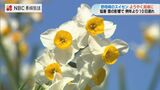 猛暑と積雪、長崎市野母崎の水仙が10日遅れで見頃　 世界遺産・端島とともに楽しむ冬の絶景|TBS NEWS DIG