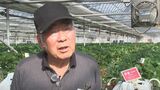 「乗り切れる自信がない」最強寒波でハウス加温の重油代は1日4万円　イチゴ農家に打撃　山梨|TBS NEWS DIG