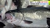 大きいもので体長70cm・重さは5kg超も　今シーズンも大ぶりに成長した「海峡サーモン」水揚げが本格化　3年連続で水揚げ量100トン超見込む一方で緊迫する中東情勢の影響による資材高騰の不安広がる　|　青森のニュース│ATV NEWS│青森テレビ
