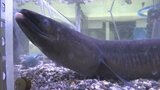 国内最大級「巨大ウナギ」 捕ったのは91歳の現役漁師 |TBS NEWS DIG