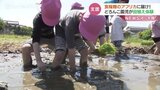 食糧難のアフリカへ支援米　園児たちが田植えに挑戦　富山　|　富山のニュース｜天気・防災｜チューリップテレビ
